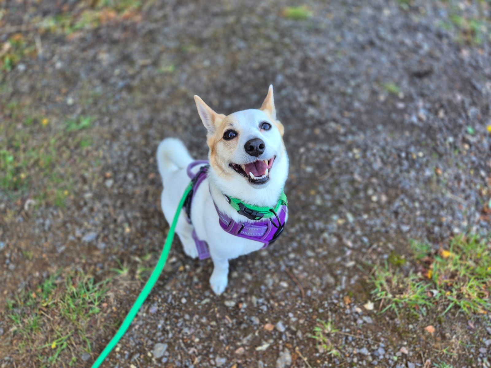 A happy dog with white and light brown fur wearing a purple harness and green leash sits on a gravel path, looking up and smiling.