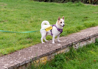 Tommy the parson russell terrier, a small white dog with a curled tail, stands on a concrete path wearing a purple harness and a yellow sign, attached to a green leash, in a grassy outdoor area.