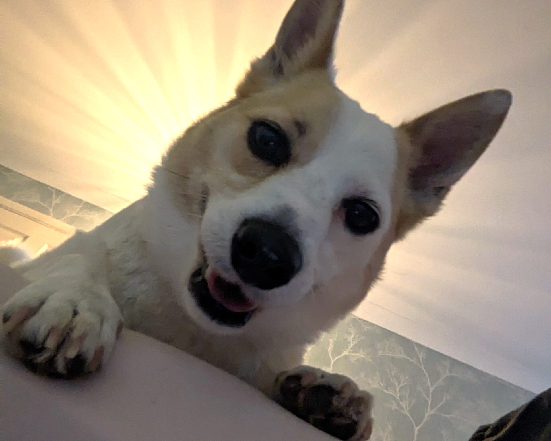 Tommy the parson russell terrier sits nearby. The lighting behind their heads creates a radiant, glowing effect.