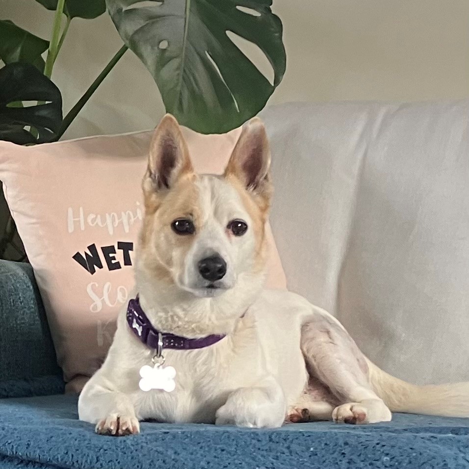 Tommy the parson russell terrier, a small, light-colored dog with pointy ears and a purple collar, lies on a blue couch. Behind him is a pale pink pillow marked “Happiness, WET” and a large green plant leaf.