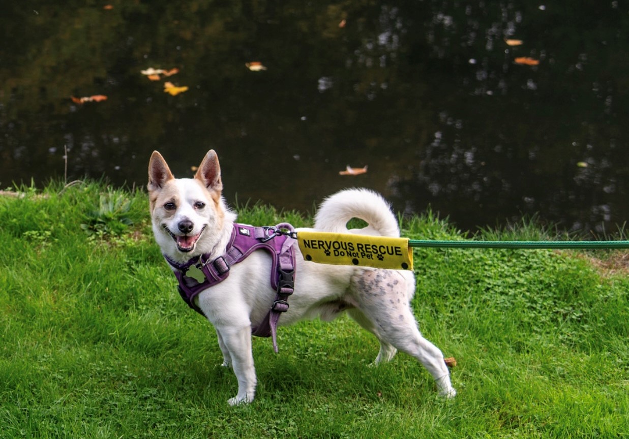 A white and brown terrier with a purple harness stands on green grass by a pond. The harness has a yellow sign reading NERVOUS RESCUE Do Not Pet. The dog looks toward the camera with its mouth open.