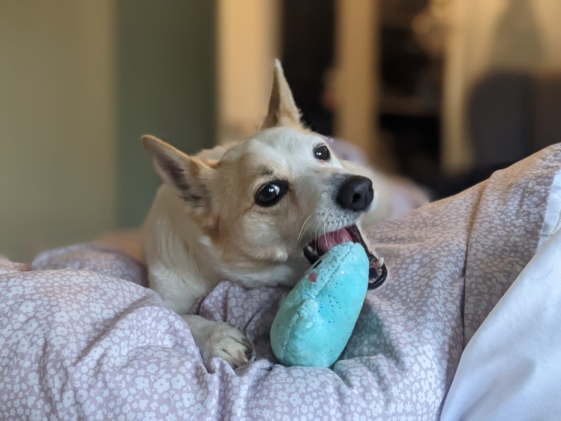 Tommy the Parson Russell Terrier lies on a bed, playfully chewing on a blue plush toy. His ears are perked up and his eyes are wide open, showing excitement and energy.