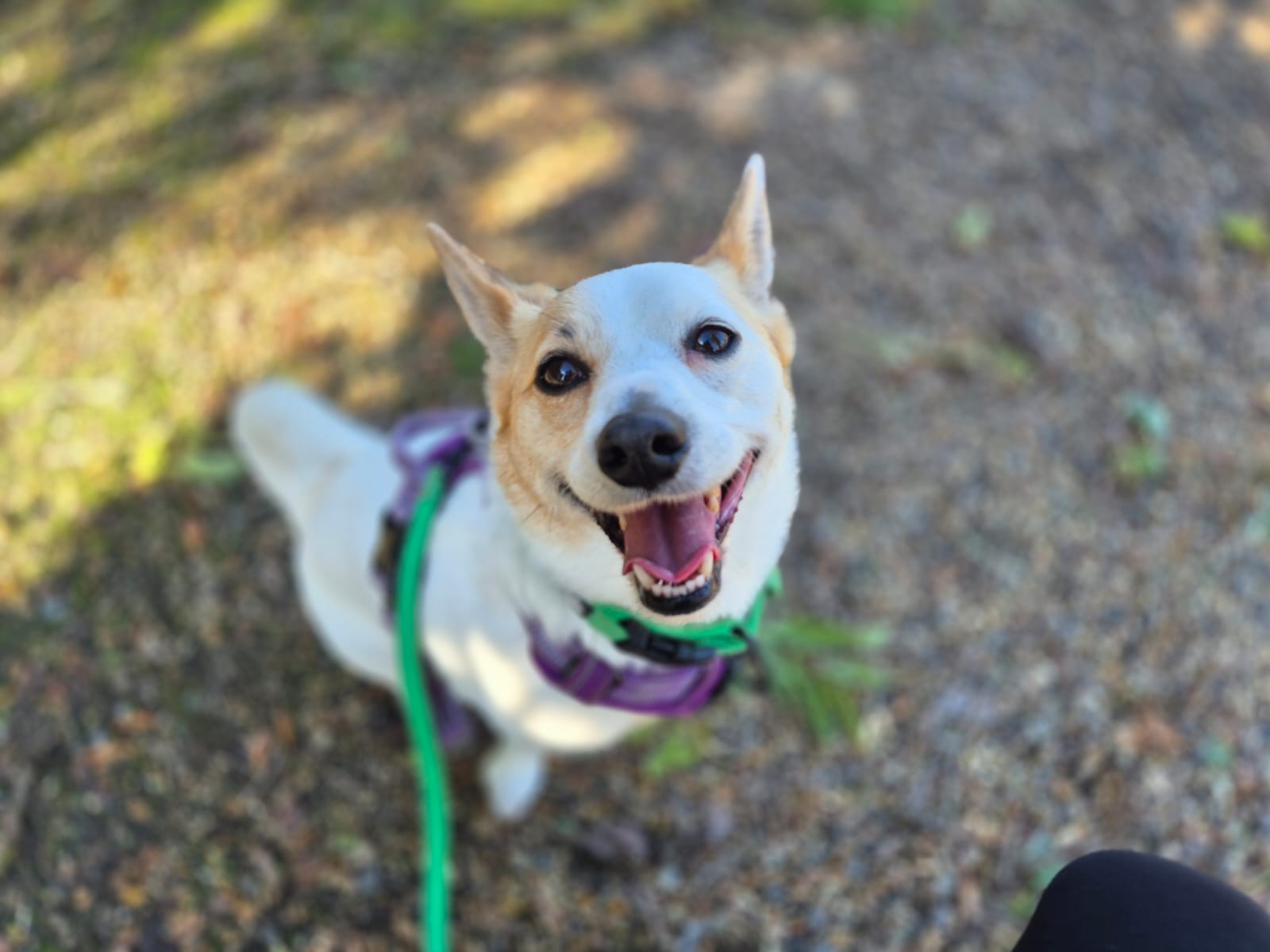 A small white and tan dog wearing a purple harness and green leash looks up at the camera, mouth open in a happy expression, outdoors on a gravel path with blurred greenery in the background.