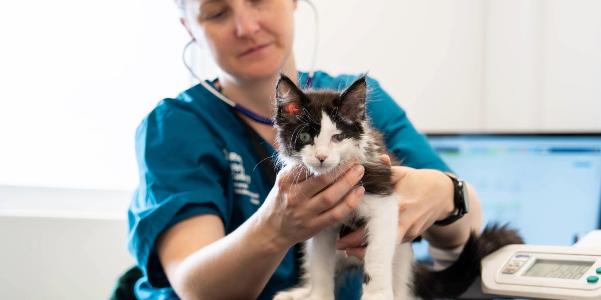 A veterinarian in blue scrubs holds a black and white kitten while using a stethoscope to check its health during an exam at Woodgreen pets charity. The kitten looks alert while the vet focuses on her work.