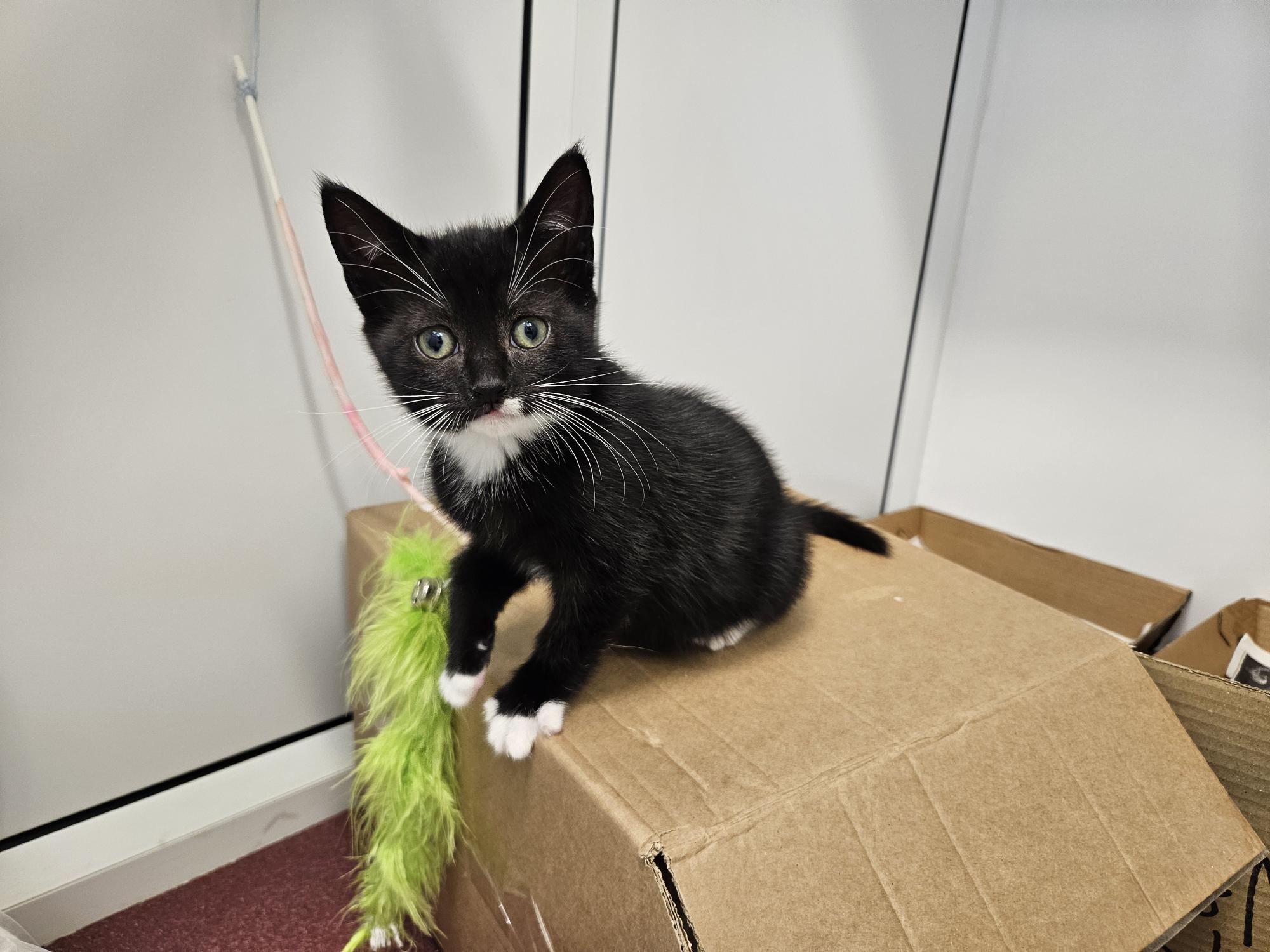 A black and white kitten with white paws and a white chest sits on a cardboard box next to a green feather toy, looking up with wide eyes. The background shows white cabinets and another cardboard box.