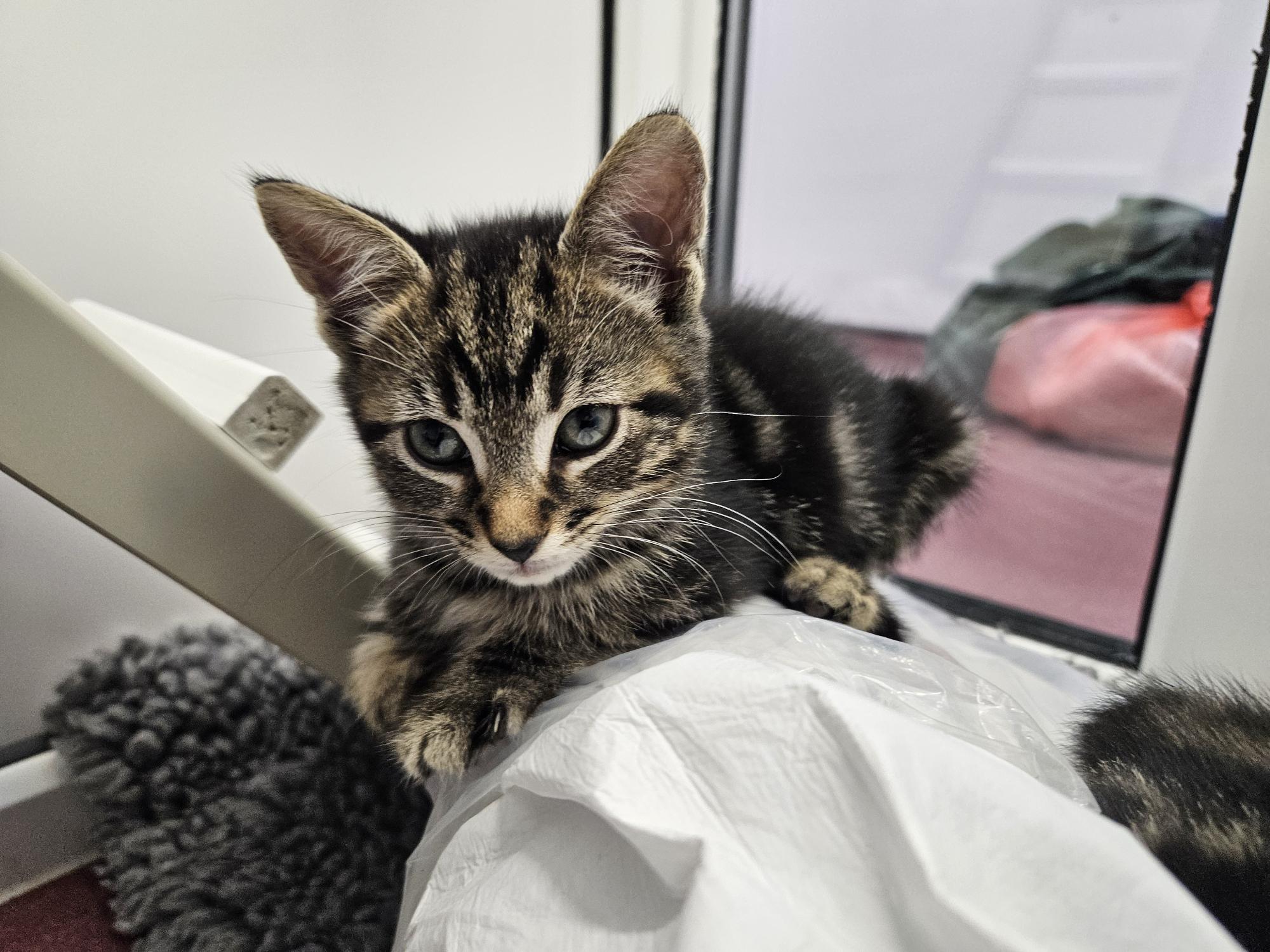 A tabby kitten with black and brown fur and white markings, looking intently at the camera. A fuzzy gray object and a window with blurred objects are in the background.