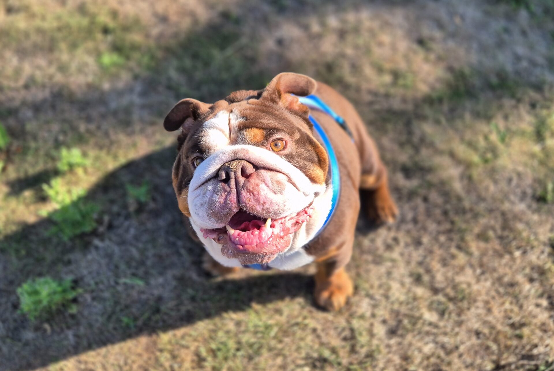 A brown and white bulldog wearing a blue harness sits on dry grass, looking up with its mouth open and tongue out, appearing happy and playful in the sunlight.