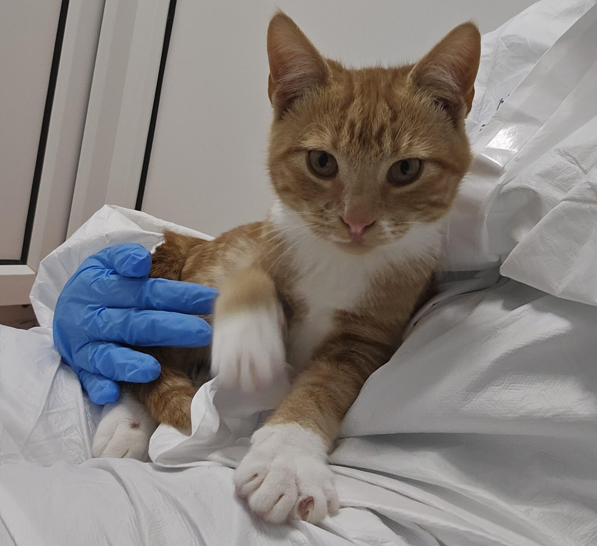 A ginger and white cat sits on a persons lap. The person, wearing a white coat and blue medical gloves, gently holds the cat, who is looking at the camera and stretching one paw forward.