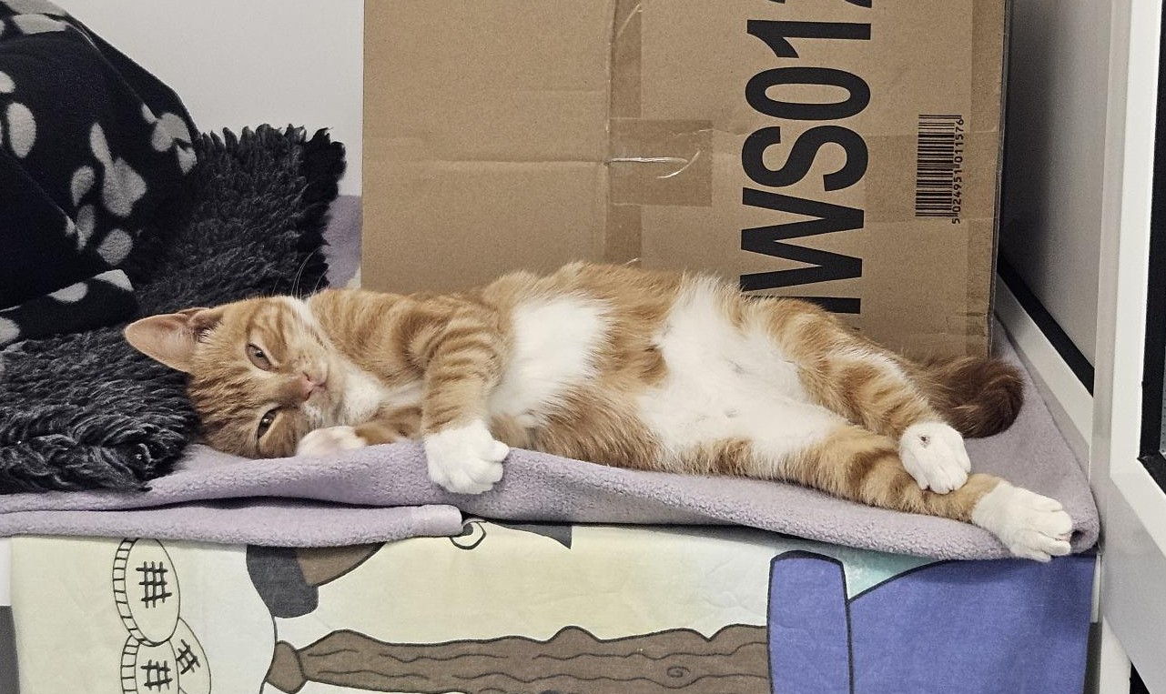 A relaxed ginger and white cat is lying on its side on a folded blanket, next to a cardboard box. The cats belly is exposed, and its front paw is slightly raised. The area looks cozy and comfortable.