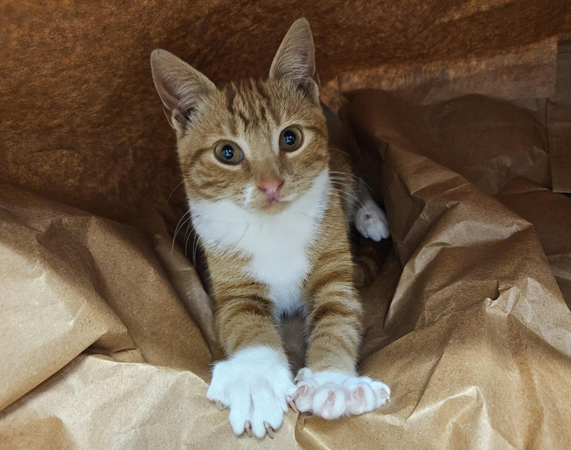 A ginger & white cat with white paws and chest lies on crinkled brown paper, looking up with wide eyes and stretching its front paws forward.