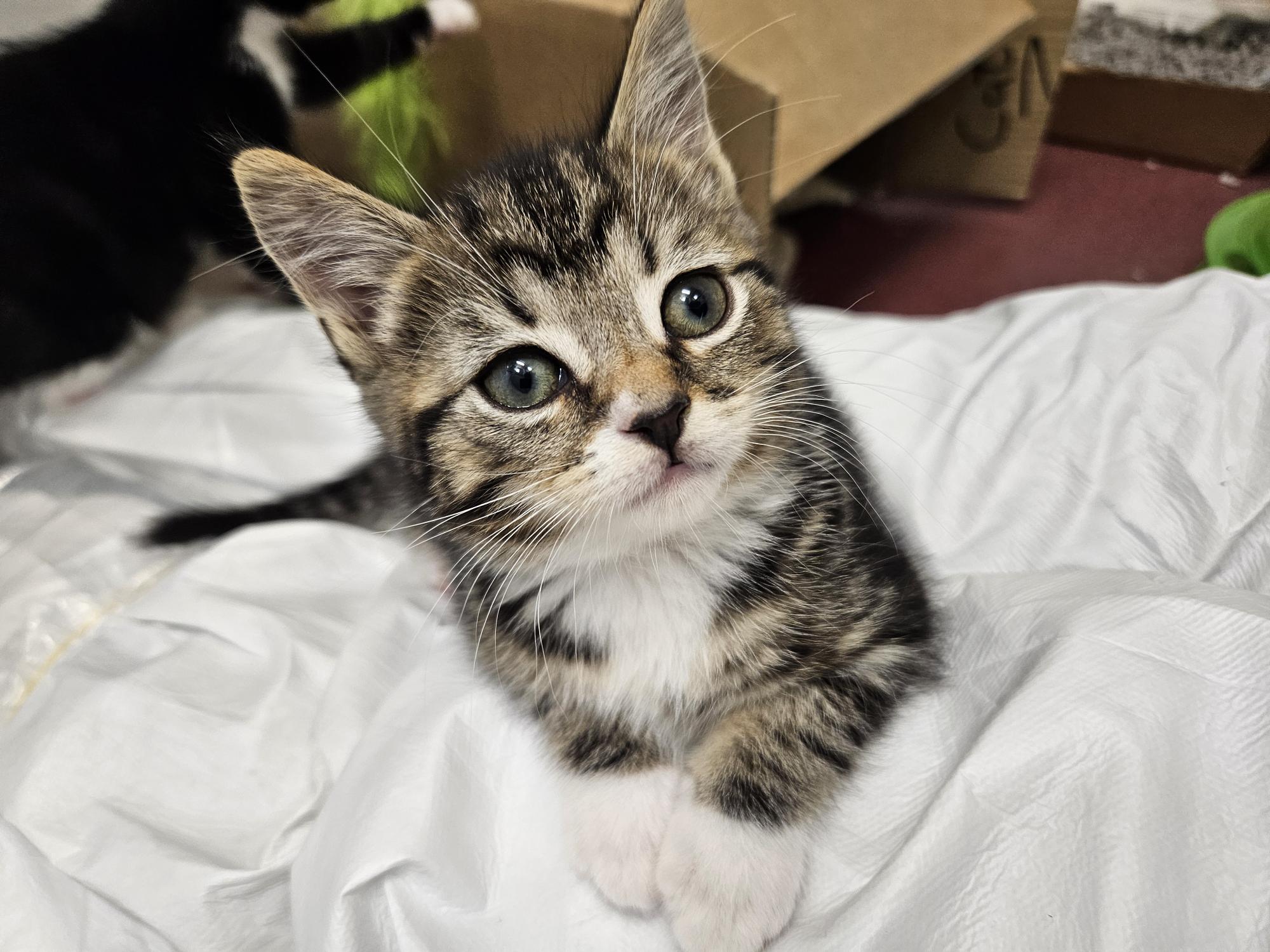 A close-up of a tabby kitten with white paws and chest, sitting on a white blanket and looking up with wide, curious eyes. Cardboard boxes and another cat are visible in the blurry background.