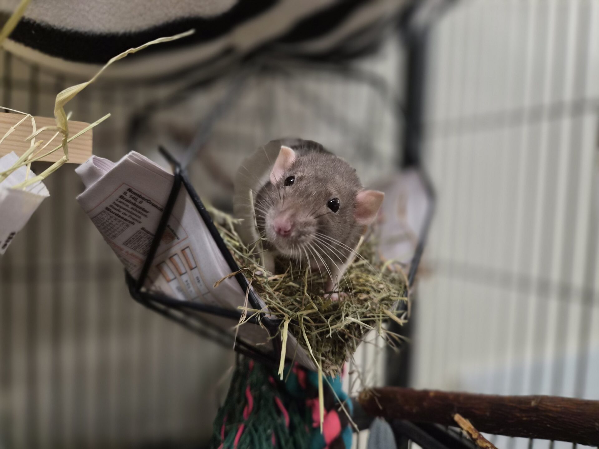 A grey rat sits on a pile of hay inside a cage, with its front paws resting on a paper. The background shows cage bars and hanging toys.