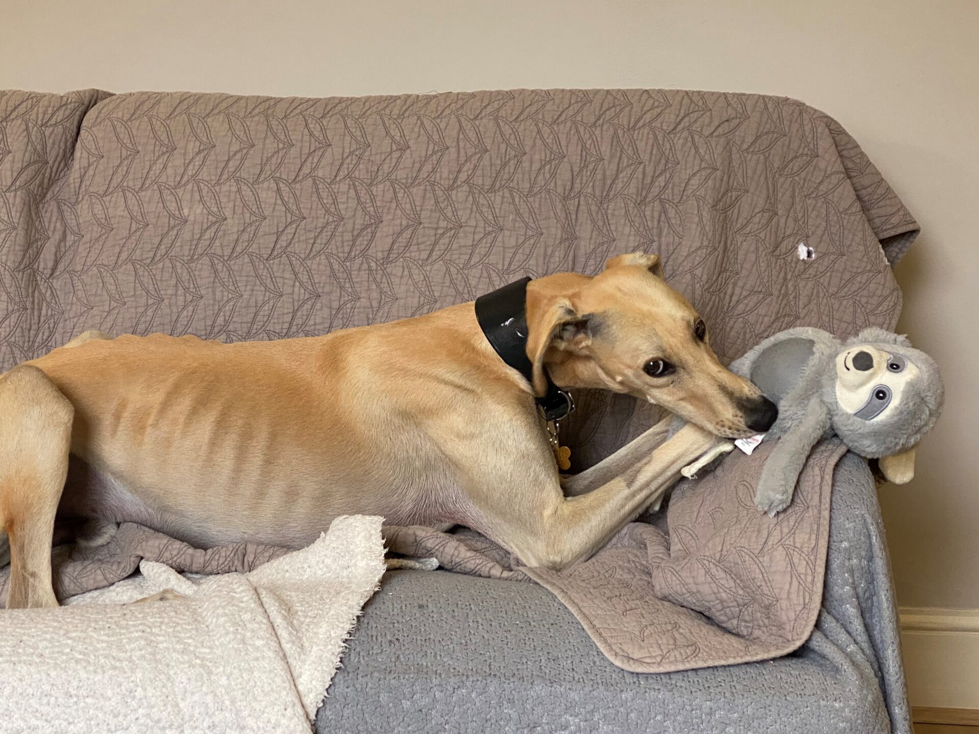 A tan floyd lurcher dog with a black collar lies on a couch, playfully chewing a grey stuffed sloth toy. The couch is covered with a quilted blanket, and a beige pillow is partially visible in the foreground.