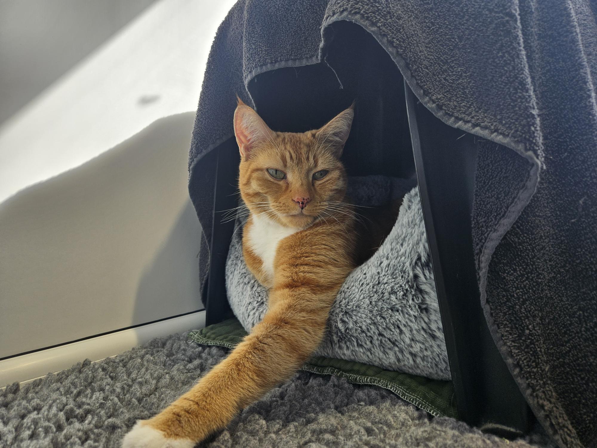 A relaxed orange tabby cat with a white chest and paw lounges in a cozy gray bed with a blanket draped over the top, stretching one leg out and gazing calmly at the camera.