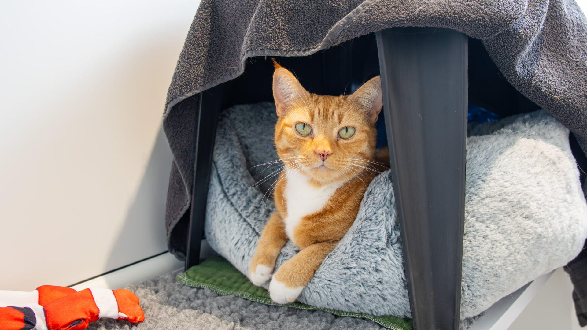 A ginger and white cat sits comfortably in a gray pet bed under a chair draped with a dark towel, looking directly at the camera. A red and white toy is on the floor nearby.