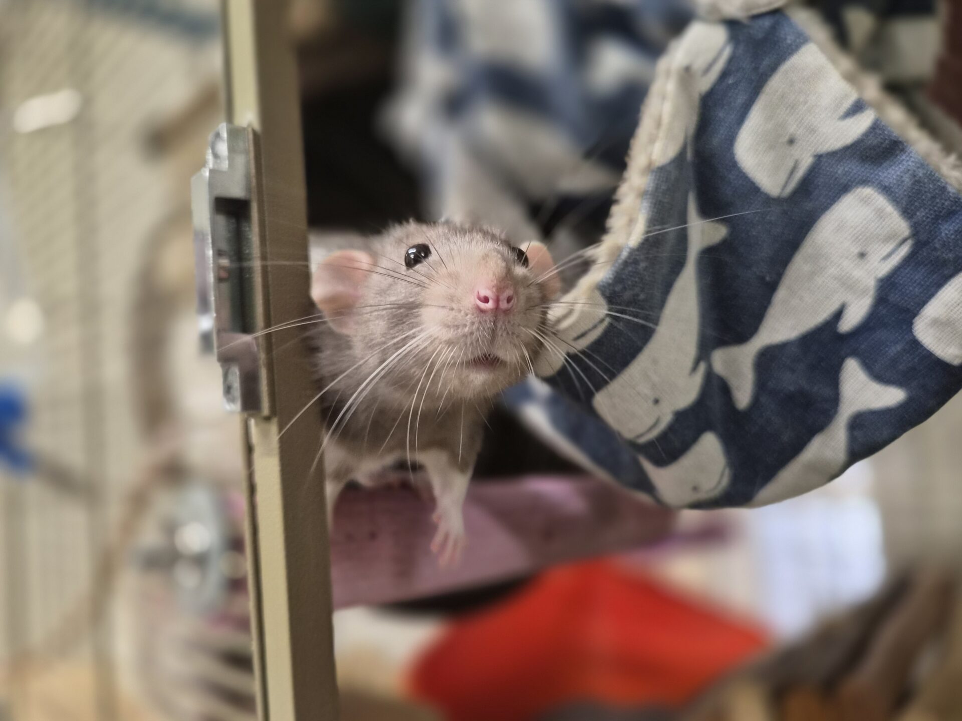 A curious rat peeks out from the edge of its cage, with its pink nose and whiskers forward. Next to it hangs a blue hammock adorned with white whale patterns. The background is blurred.