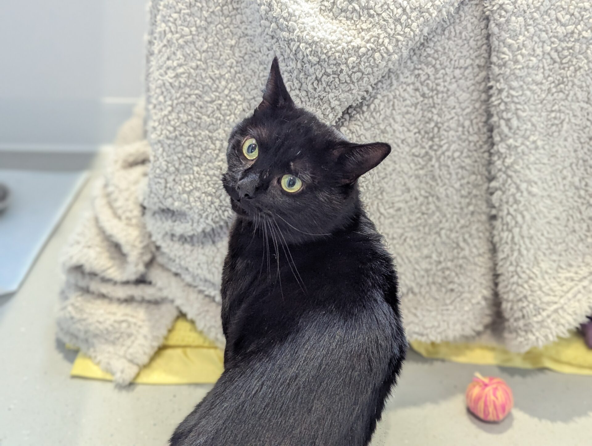 A black cat with green eyes sits on a gray floor, looking back over its shoulder. Behind the cat is a textured gray blanket, and a small pink ball is on the floor nearby.