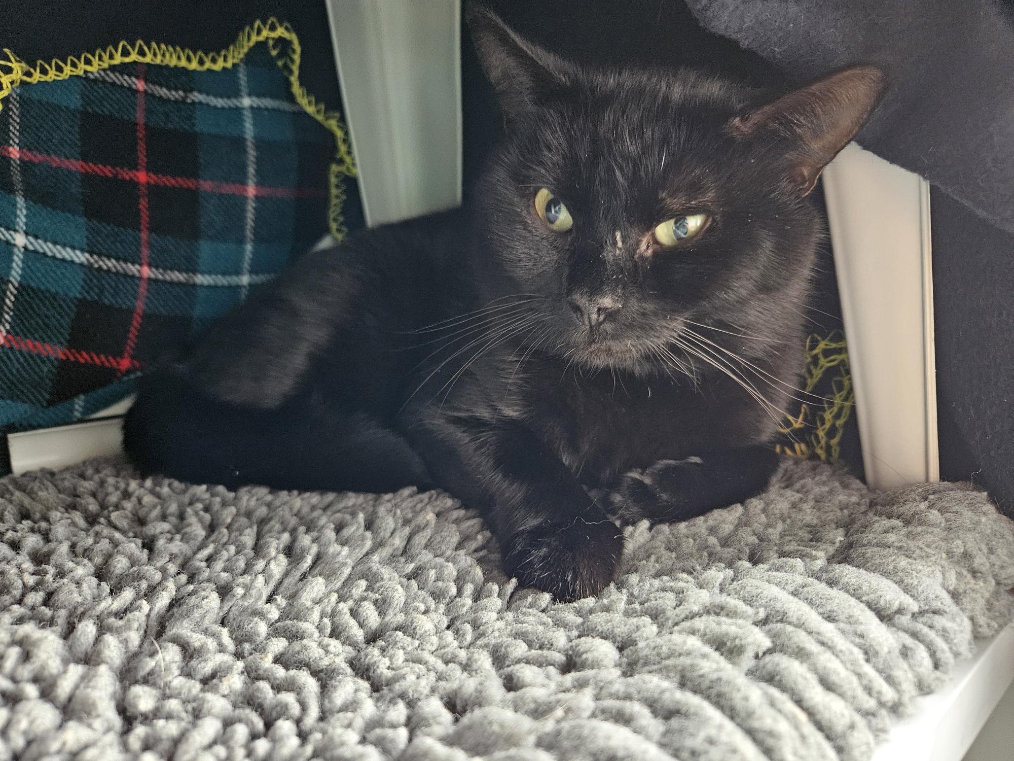 A black cat with green eyes is lying on a soft, gray textured mat next to a blue and red plaid fabric. The cat looks relaxed, with its front paws crossed and ears perked up.