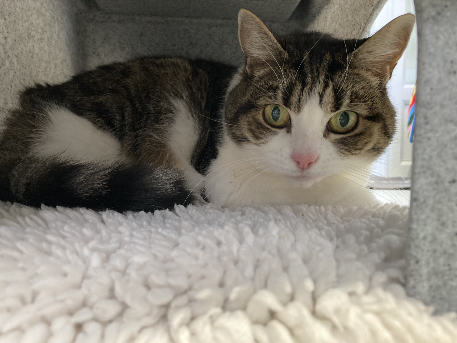 A tabby and white cat with green eyes lies on a fluffy white blanket, looking directly at the camera from inside a cozy, sheltered space.