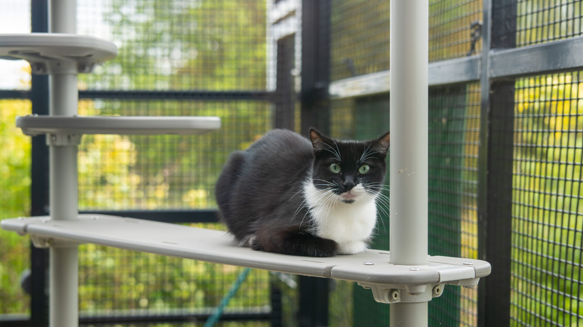 A black and white cat with green eyes sits on a beige platform inside an outdoor cat enclosure, surrounded by wire mesh and green foliage in the background.