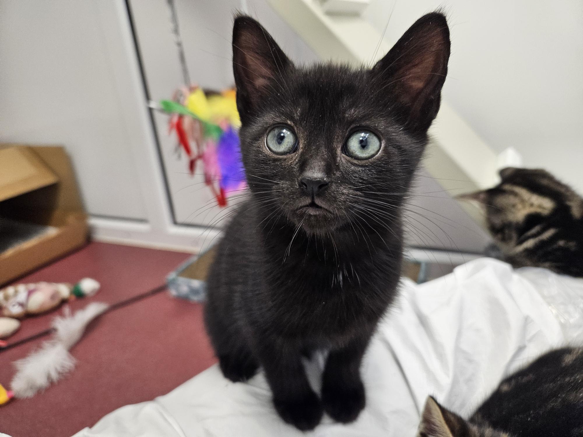 A black kitten with large blue eyes sits on a white surface, looking up. Colorful cat toys and another cat are visible in the background.