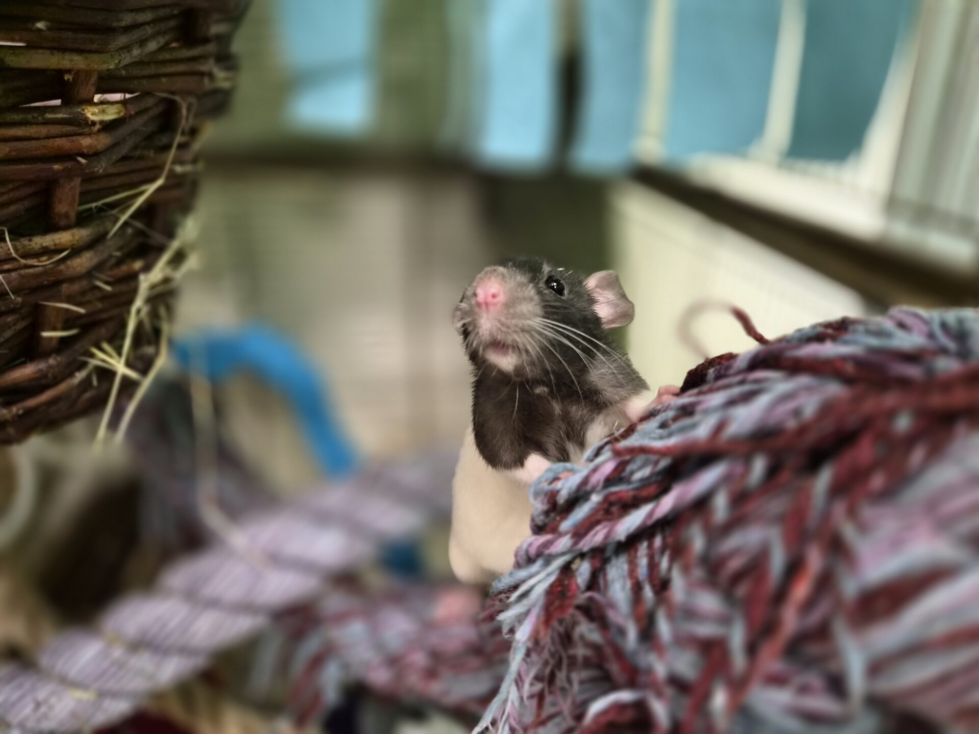 A black and white rat stands on its hind legs, gripping a bundle of colorful yarn inside a cozy enclosure with woven baskets and blue accents in the background.