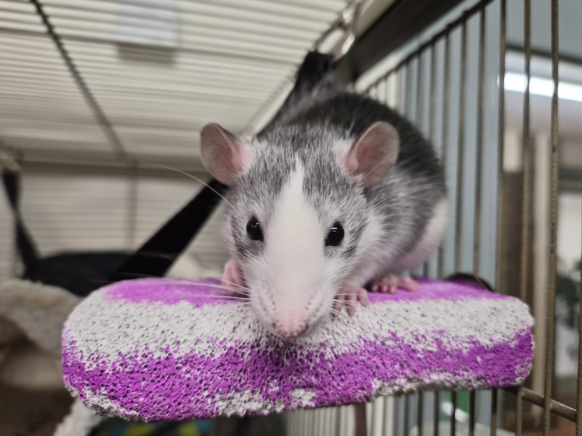 A grey and white rat with a white face and large ears sits on a purple and white perch inside a metal cage, looking directly at the camera.