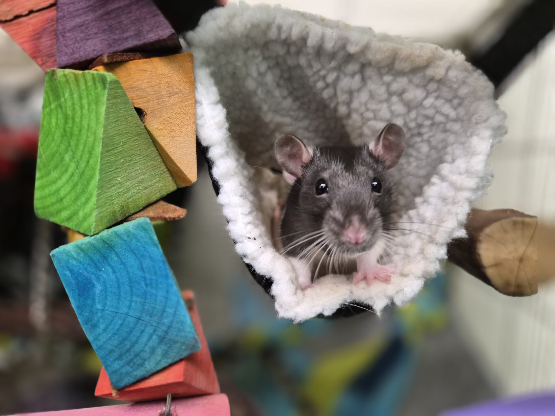 A black and white rat sits in a cozy, fleece-lined hammock. Colorful wooden blocks hang nearby, suggesting a playful and enriched environment for the pet. The rat looks alert and curious.