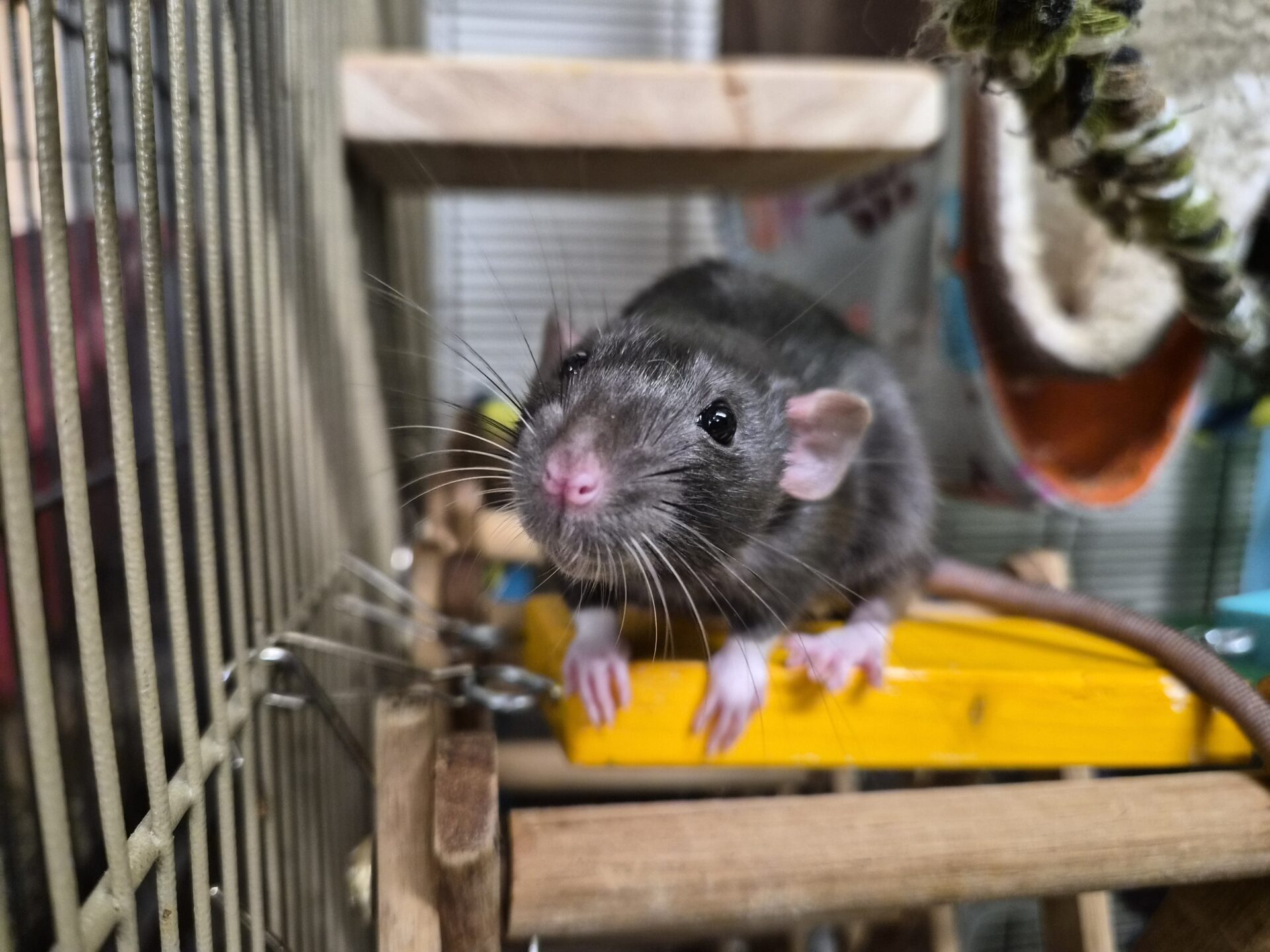 A black and white rat with pink nose and paws stands on a yellow wooden platform inside a cage, looking curiously at the camera. Wooden bars and various cage accessories are visible in the background.