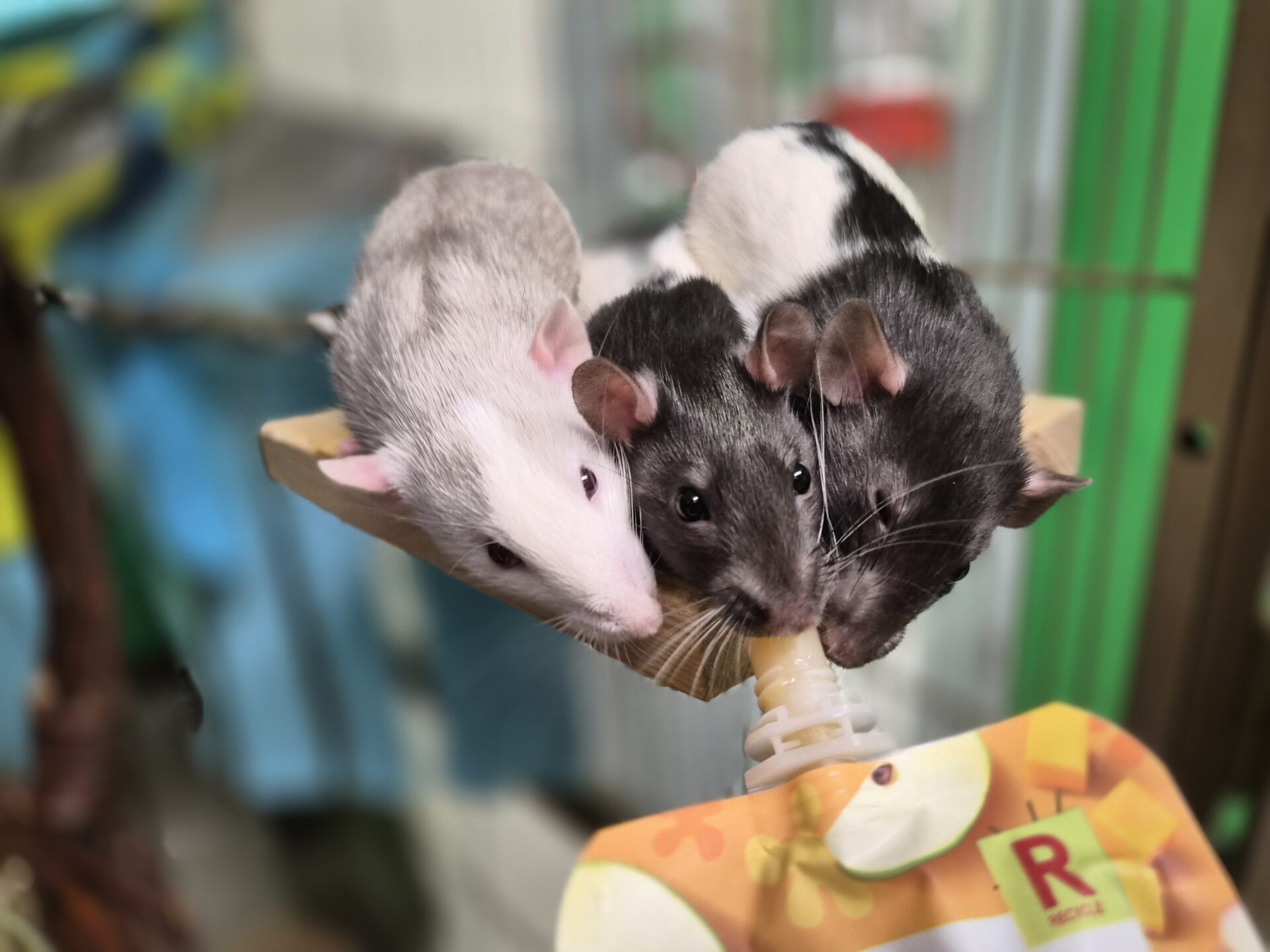Three rats—one white, and two black and white—are sitting closely together on a small wooden platform, eating from a smoothie pouch in a cage. The background is blurred.