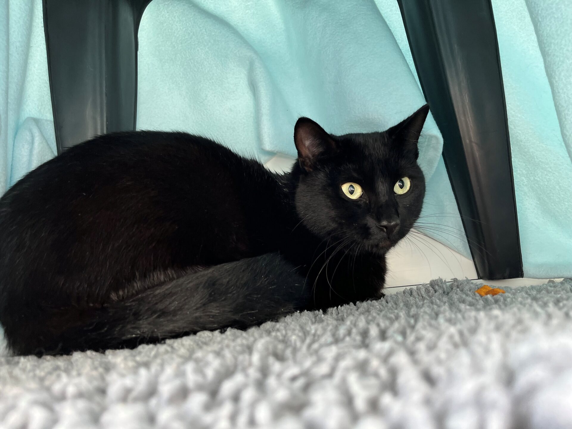 A black cat with wide yellow eyes lies on a soft gray rug under a plastic chair, surrounded by light blue fabric. The cat looks alert and slightly cautious.