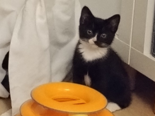 A black and white kitten with a white chest and paws sits on the floor next to a yellow circular cat toy, in front of a white fabric and cabinet.