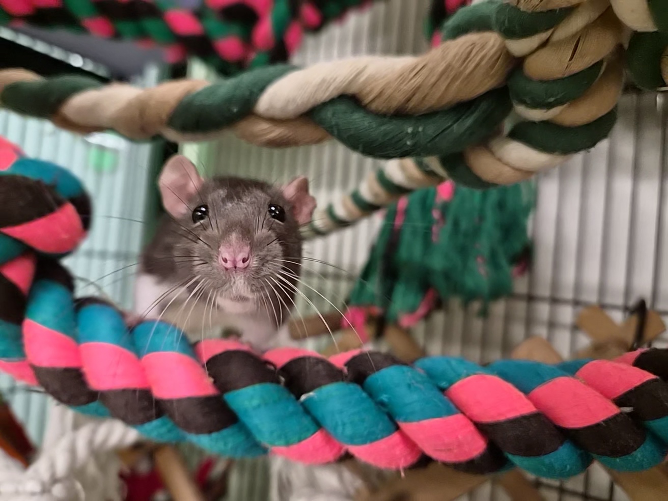 A curious brown-and-white rat looks directly at the camera while standing on a thick, colorful braided rope inside a cage. Other ropes in green, tan, pink, and blue colors hang around it.