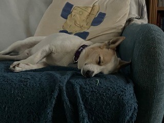 Tommy the Parson Russell Terrier sleeps on a blue couch, resting his head on the cushion. Behind him, there is a pillow with a drawing of cheese on it.