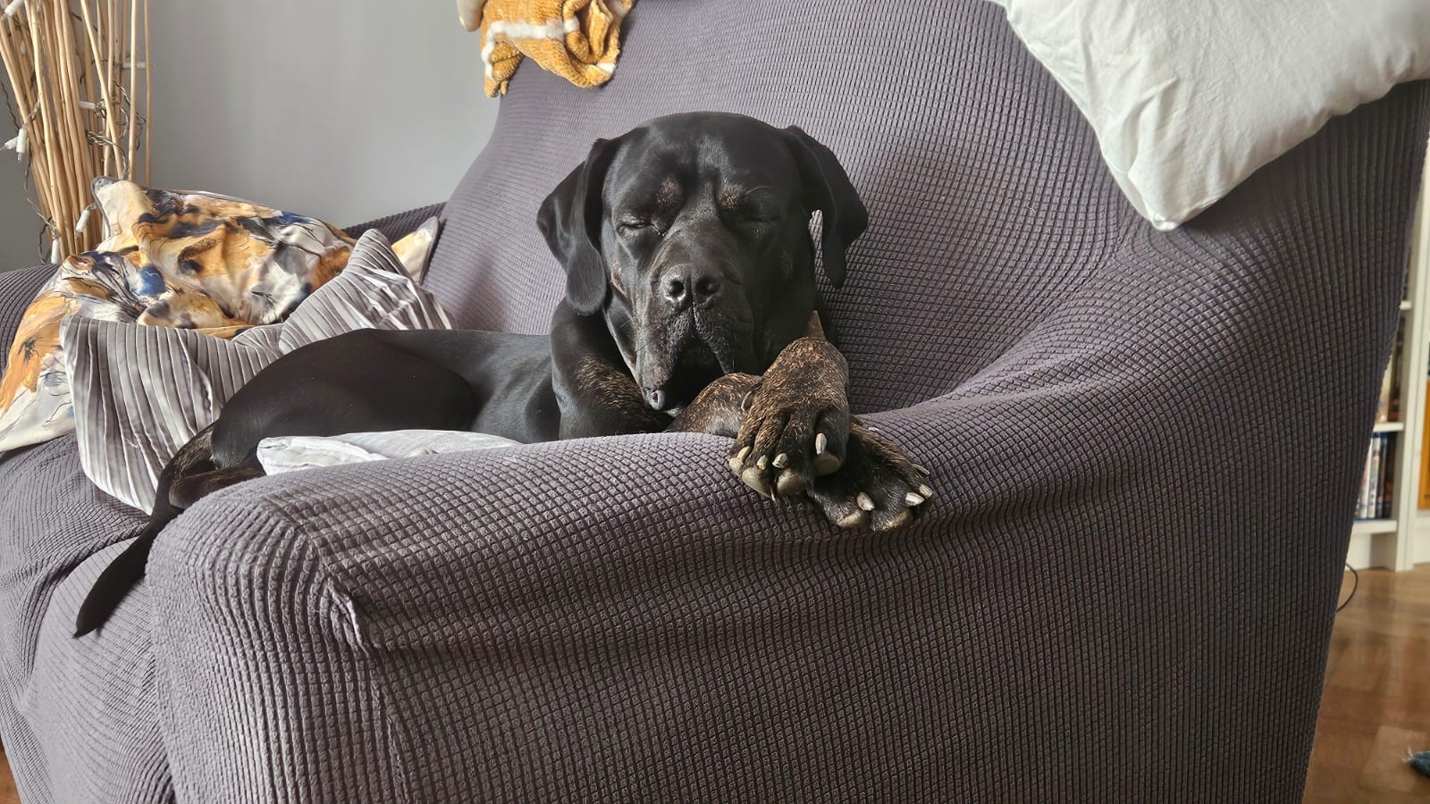 A black dog is sleeping on a grey sofa, resting its head on its crossed front paws. The dog appears relaxed and cozy, surrounded by blankets and pillows.