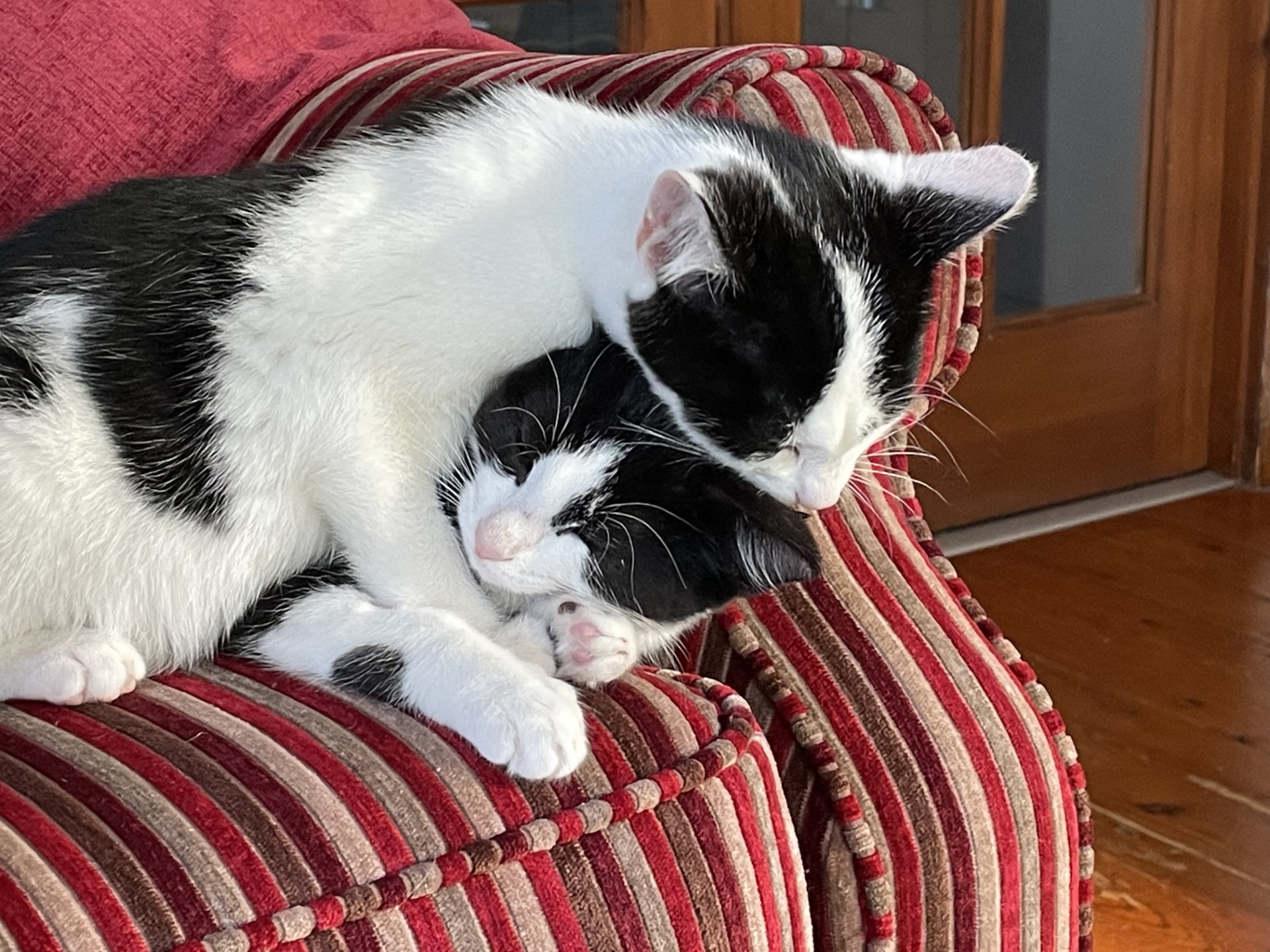 Two black and white cats cuddle together on a red-striped armchair; one cat rests its head and paw gently on top of the other, both appearing peaceful and relaxed.