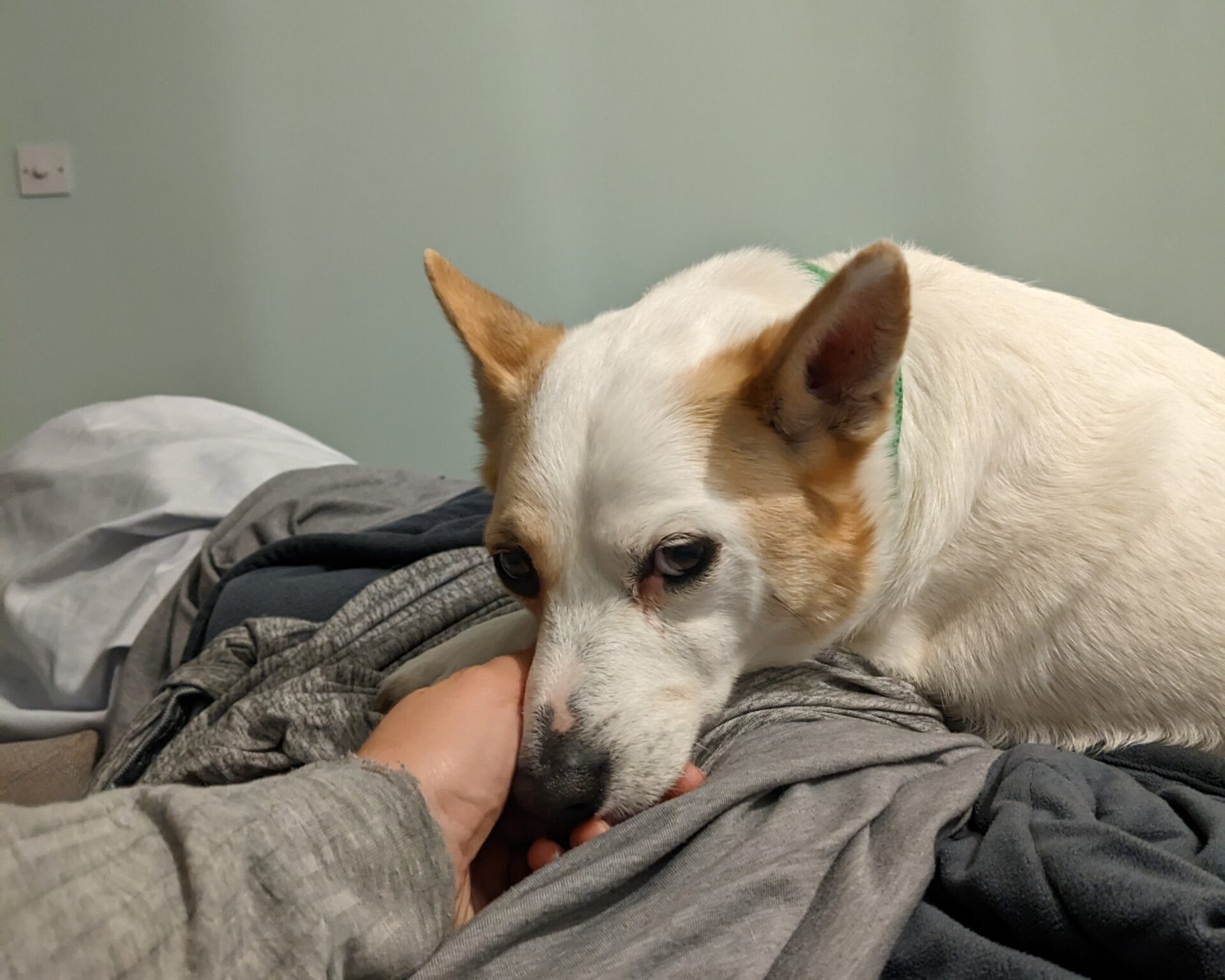 Tommy the Parson Russell Terrier, a white dog with tan ears, lies on a bed, gently resting his head on a person's hand. The background shows soft bedding and a light green wall. Tommy looks calm and relaxed.