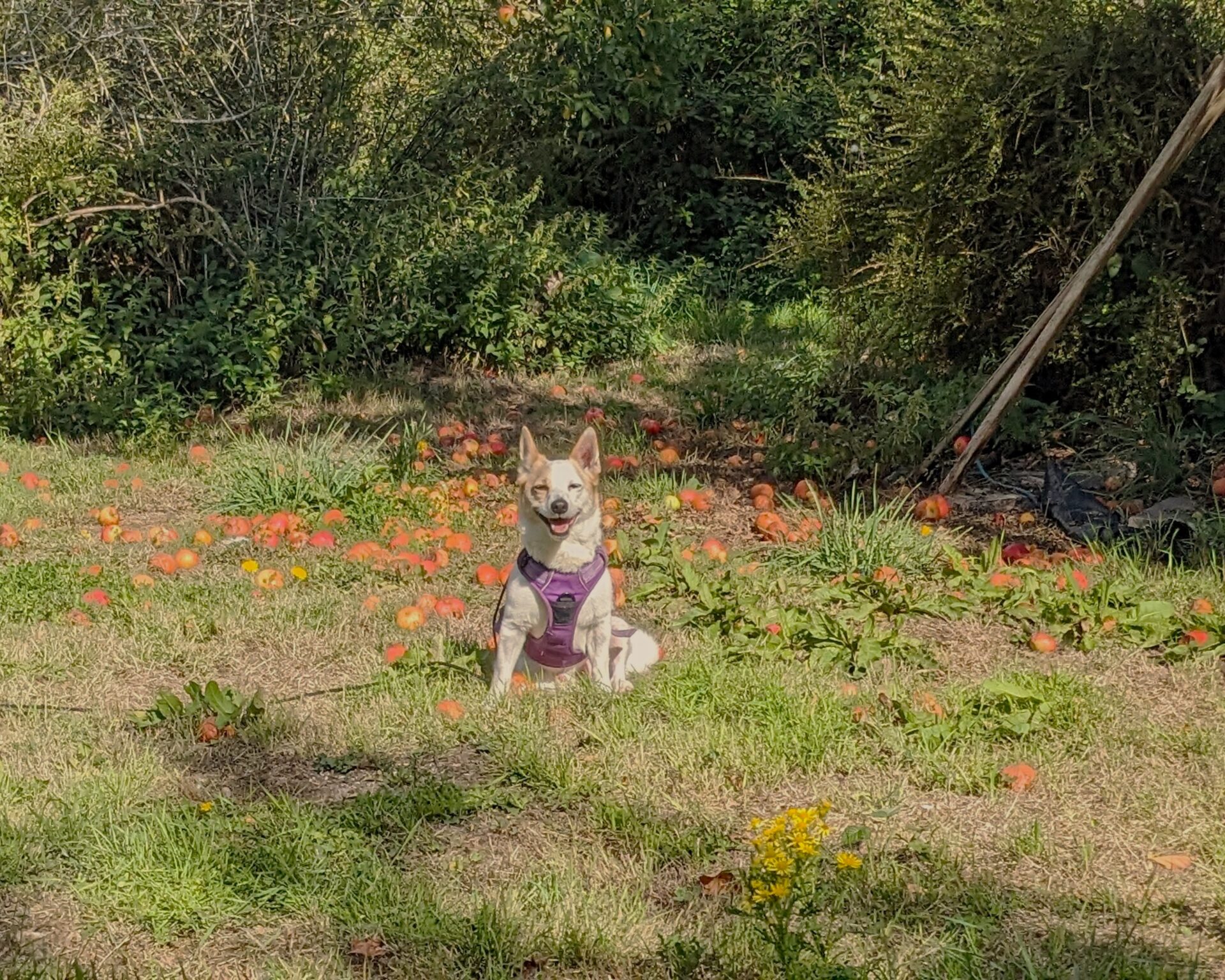 Tommy the parson russell terrier, wearing a purple harness, sits on grass in a sunny garden surrounded by scattered orange-red flowers and lush green bushes in the background.