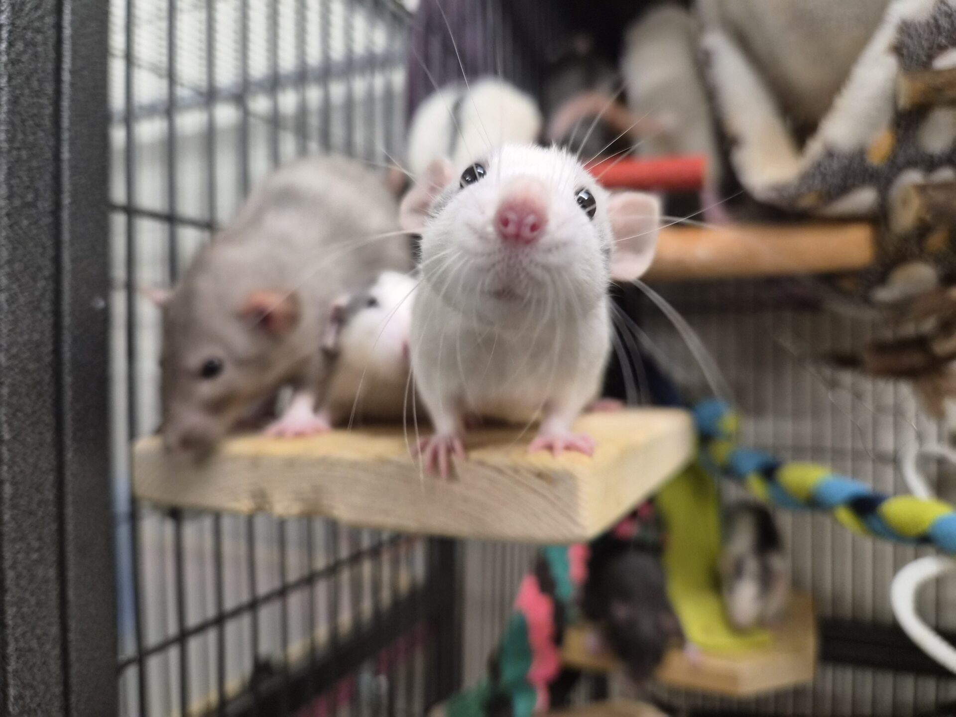A curious white rat with pink nose and ears stands on a wooden shelf inside a cage, looking at the camera. Other rats and colorful ropes are visible in the background.