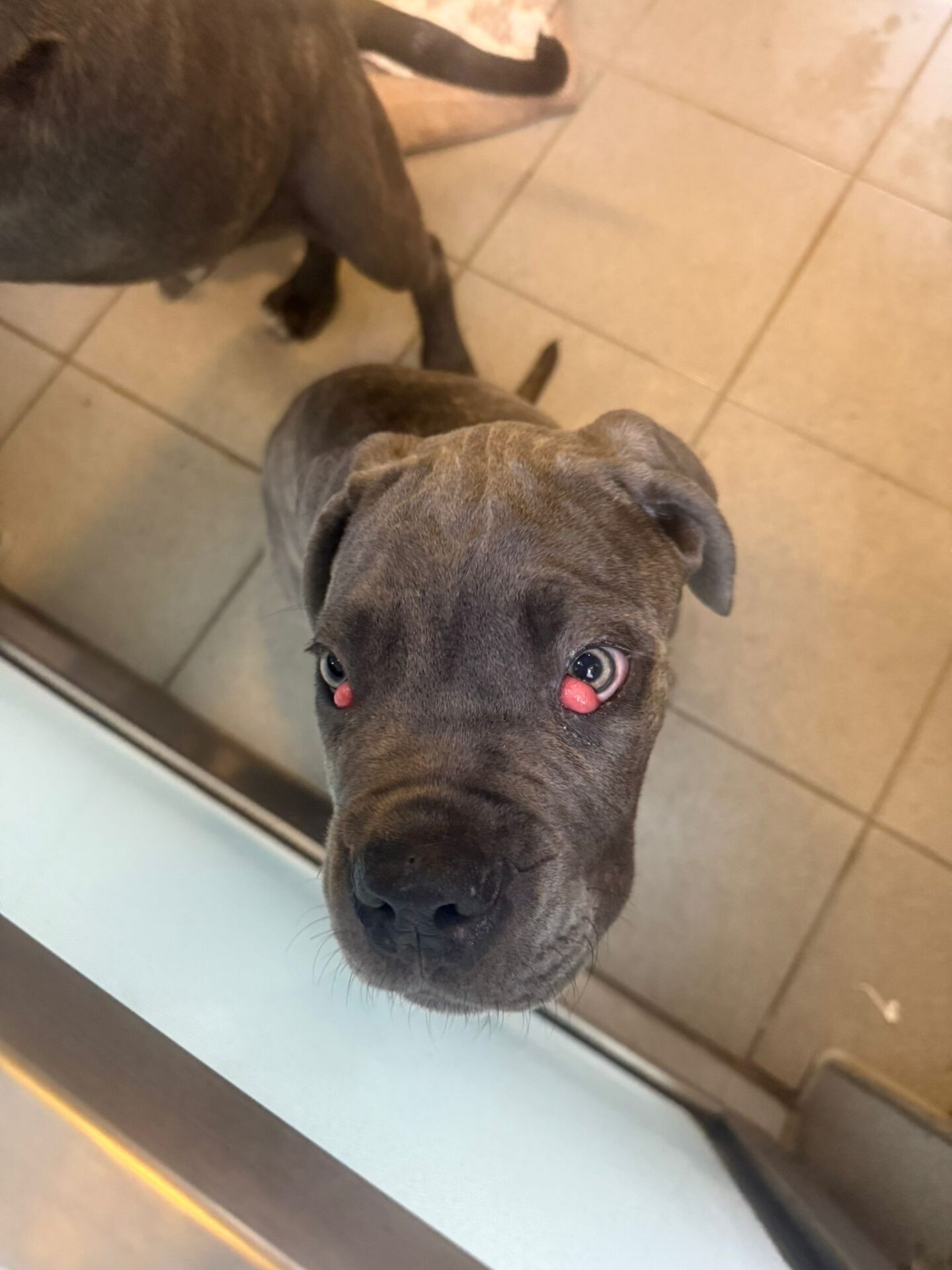 A grey puppy with red, swollen lower eyelids looks up at the camera while standing on a tiled floor indoors.