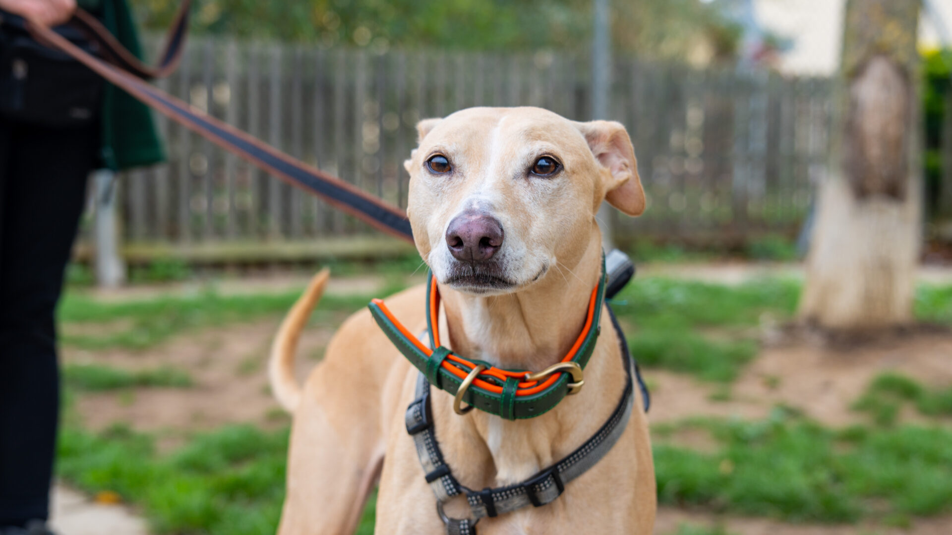 A tan Lurcher with a short coat, wearing a green collar and harness, stands on a leash in a grassy outdoor area with a wooden fence and trees in the background.