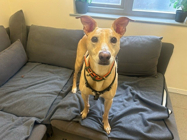 A tan Lurcher with large ears and a black nose stands on a gray couch, looking up at the camera. The dog wears a harness, and sunlight streams through a window behind it.