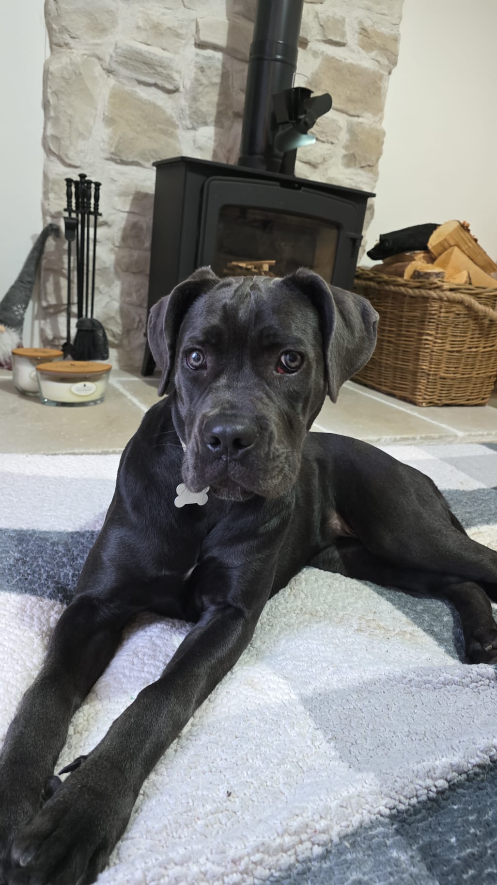 A black dog with a white tag lies on a patterned rug in front of a wood-burning stove and a stone wall, with a basket of firewood nearby.