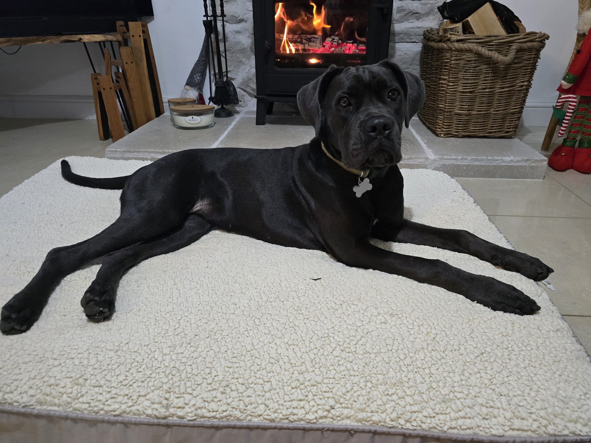 A large black dog with a short coat lies on a cream dog bed in front of a fireplace with a burning fire. There is a wicker basket and festive decor in the background.