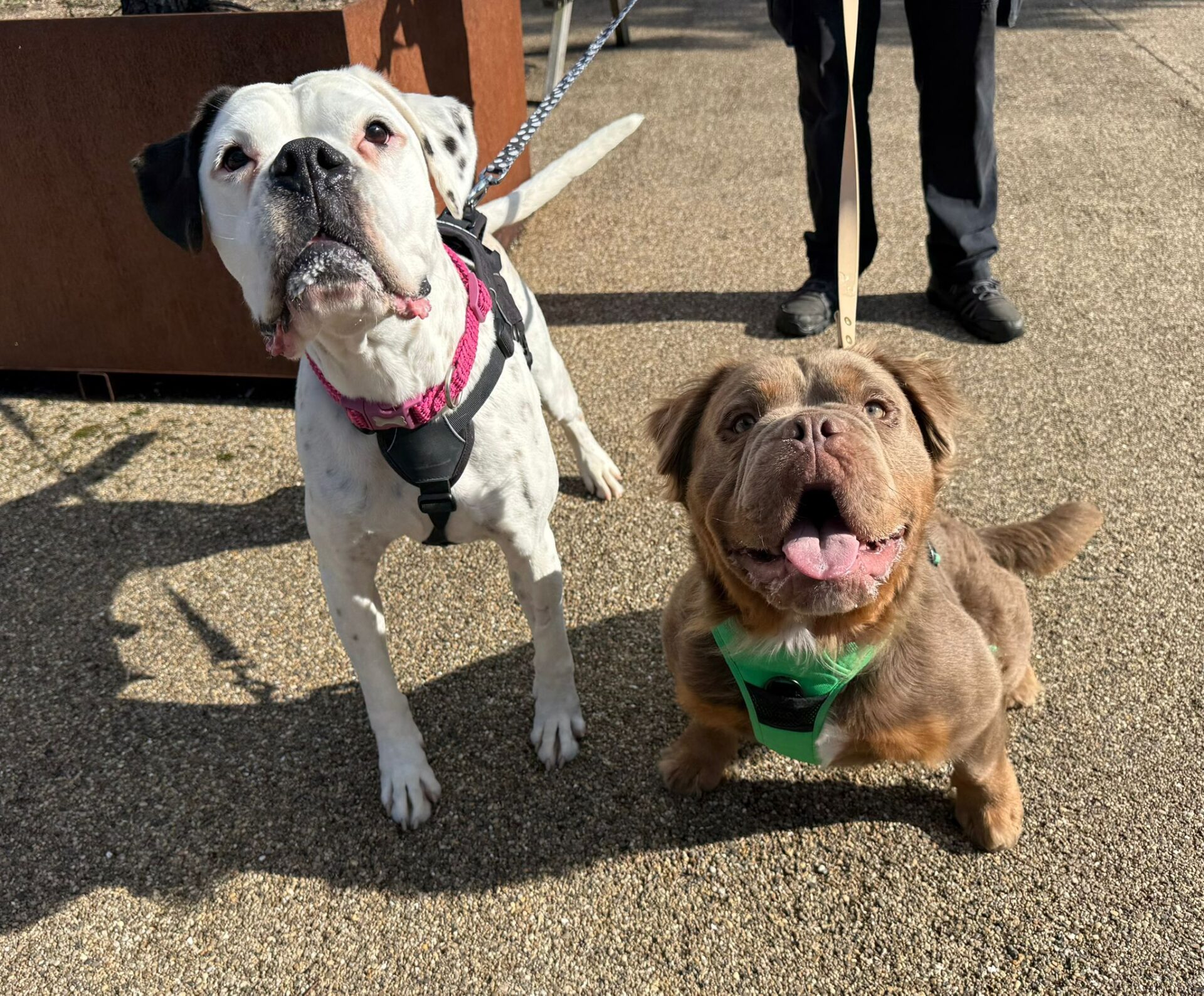 Two dogs on leads stand on a sunlit sidewalk—a white boxer with black patches and a pink harness on the left, and a brown Mongrel with a green harness and its tongue out on the right.
