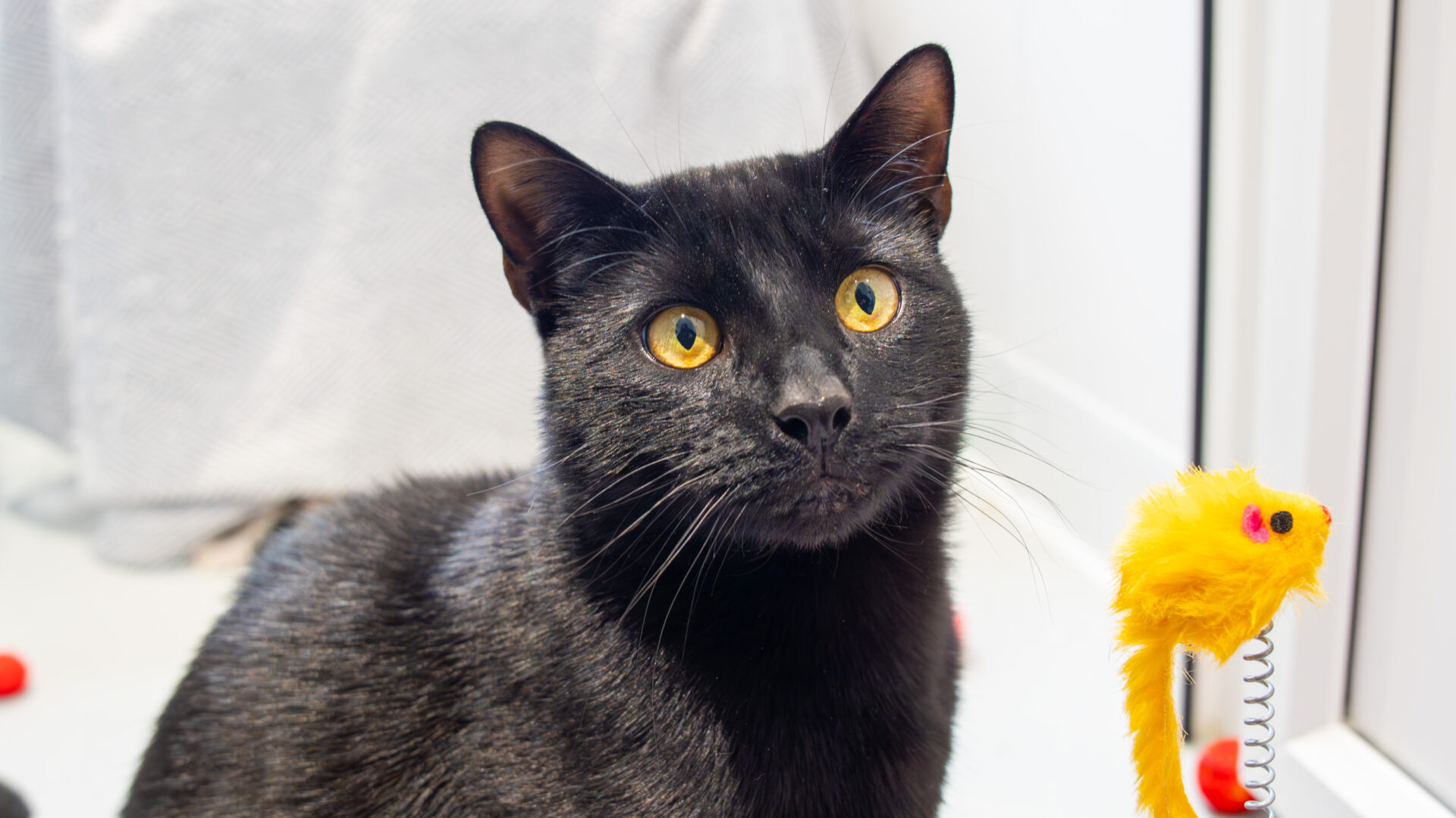 A black cat with bright yellow eyes sits indoors, staring attentively at a yellow toy mouse on a spring in front of it. The background is softly blurred with neutral colors.