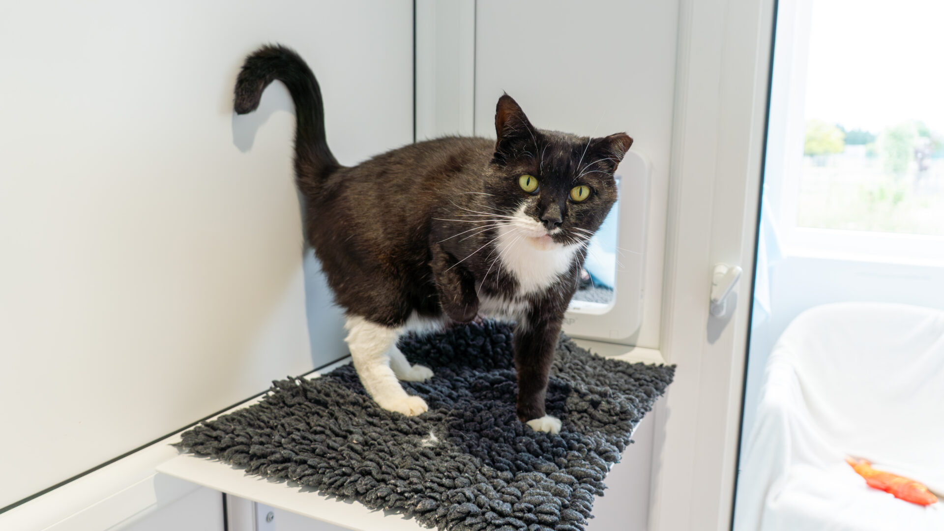 A black and white cat stands on a textured mat near a cat flap in a bright, white room.