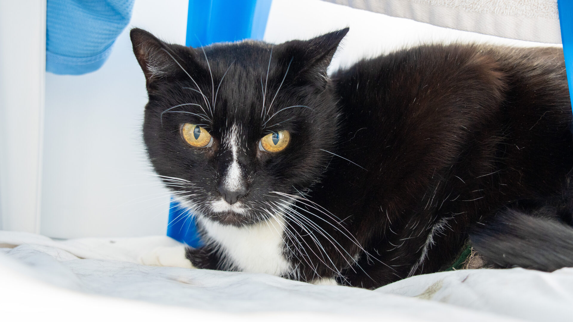 A black and white cat with yellow eyes lies on a white surface, partially under blue furniture, looking directly at the camera.