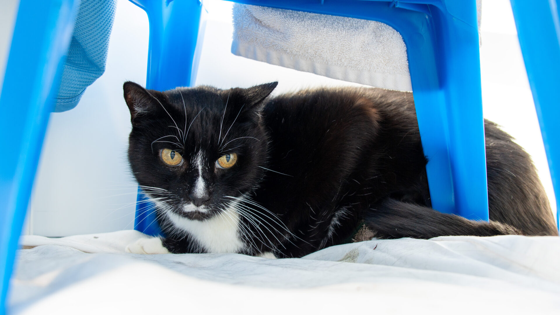 A black and white cat with yellow eyes is lying down on a light-colored cloth under a bright blue plastic chair, partially shaded.