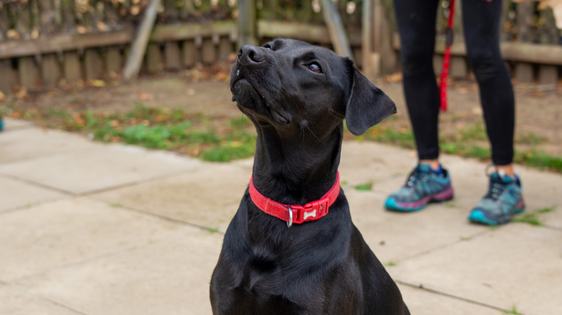 A black Labrador Cross wearing a red collar sits on a paved surface, looking up attentively. In the background, a person in dark leggings and blue sneakers stands holding a red lead.